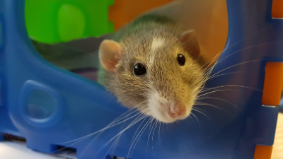 Rat